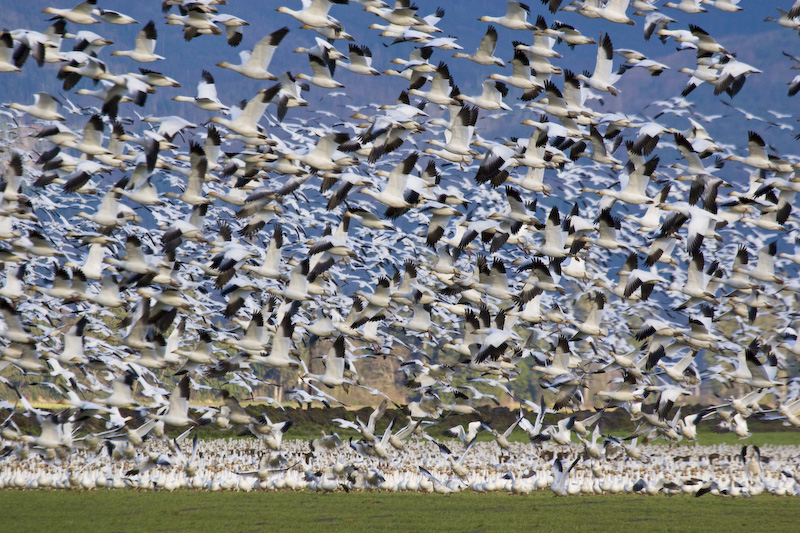 Snow Goose Flock In Flight